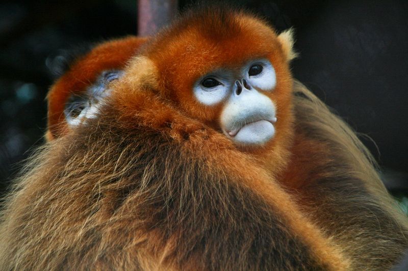 中國昆明能否挽救全球生物多樣性？