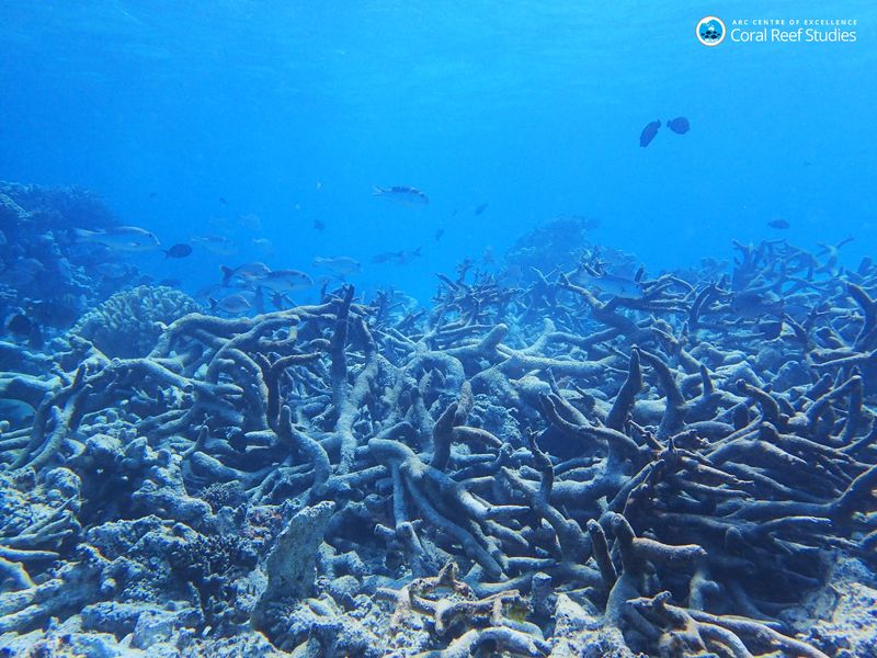 聯合國生物多樣性峰會 五大重點一次看