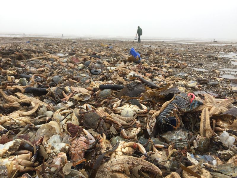 急凍風暴襲英國 大量蝦蟹貝類陳屍海灘