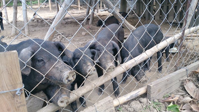 防堵非洲豬瘟 屏縣府協調廚餘去化 黑豬業者：安全防疫非靠全面禁用