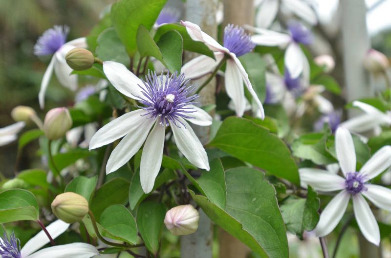 草本、灌木受忽略 台灣植物園保種任務亟待凸顯