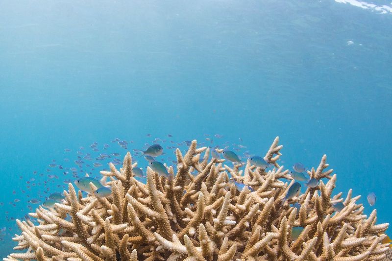 長眠海底的「珊瑚礁葬」 骨灰化作人工魚礁 助海洋棲地復育