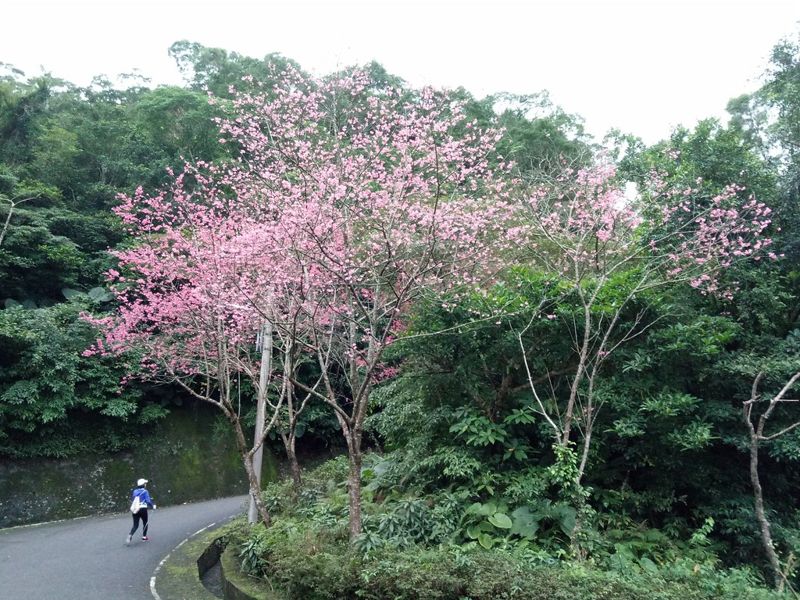 第二走：健行者的休閒祕境 昇高坑古道