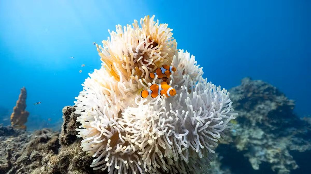 尼莫縮小抗海洋熱浪！ 小丑魚存活率提高78%