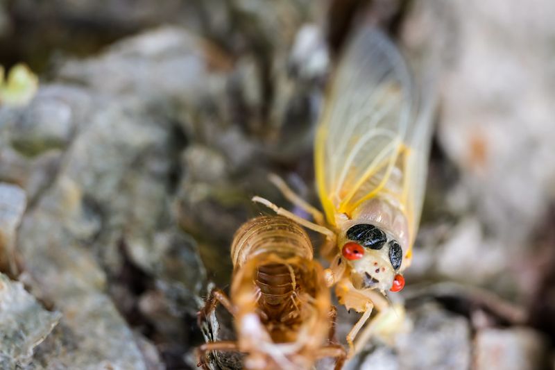 美國部分周期蟬感染「迷幻真菌」 出現瘋狂交配行為