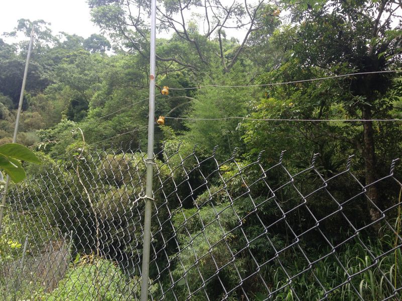 為甜柿園圍上電網 獼猴不再來「搶收」 產量多七成