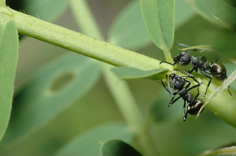 黑棘山蟻：生物防治的重要防線
