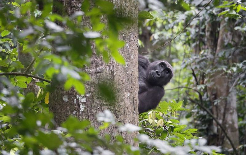 AI加入野生動物保衛戰：可辨識25種剛果雨林物種 助打擊走私