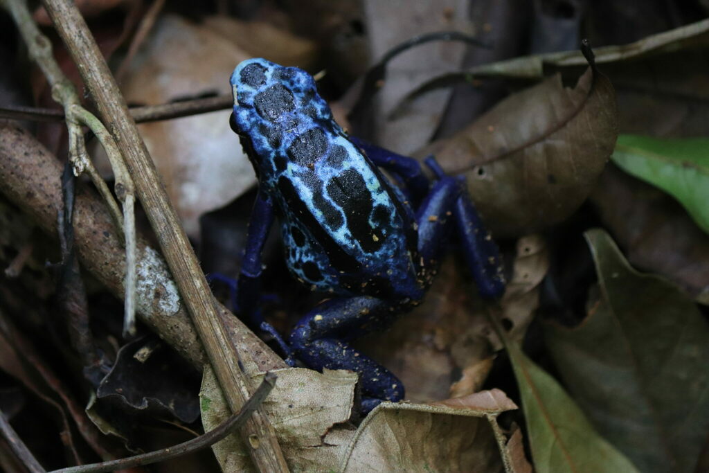 鈷藍箭毒蛙有著鮮豔的體色。照片來源:Tarcísio Schnaider/iNaturalist(CC BY-NC 4.0)