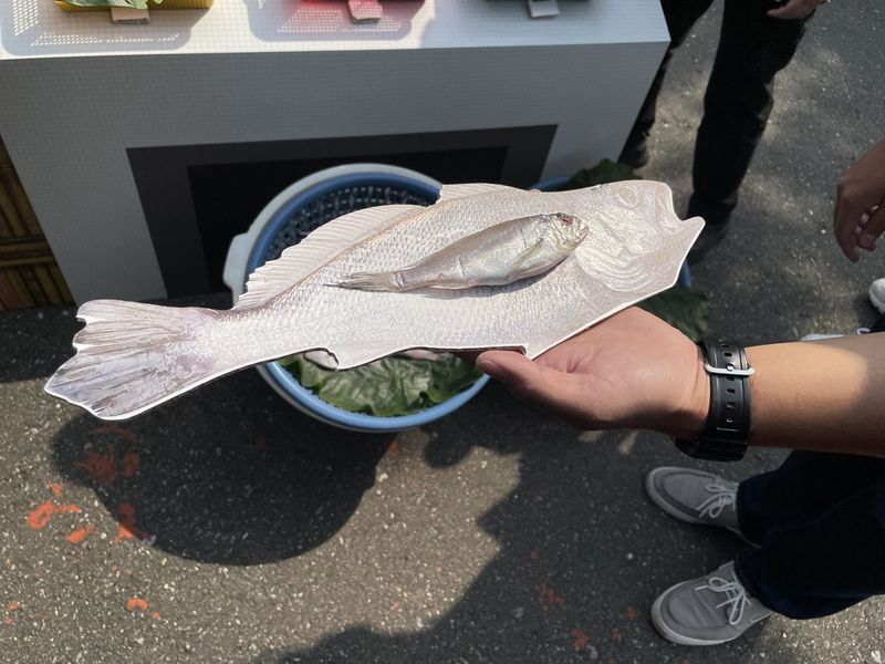 小白鯧「半個巴掌都不到」 環團調查漁市常見六大魚類、七成未達性成熟體長