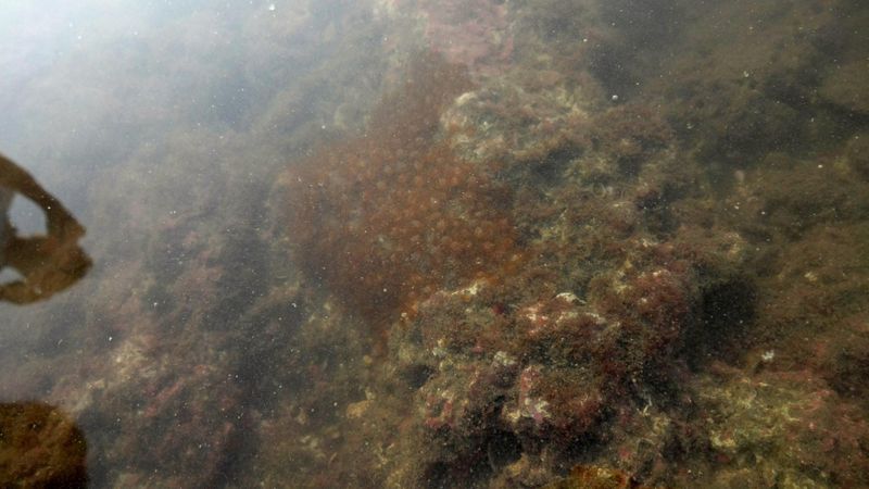 「有看到」 環評小組現勘第三接收站預定地 藻礁、柴山多杯孔珊瑚現身
