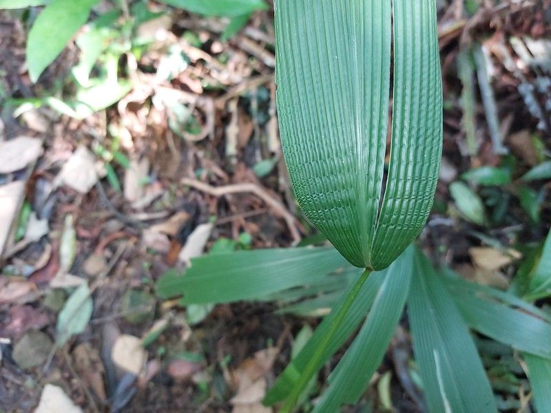 古人拿它測颱風：棕葉狗尾草的其他冷知識