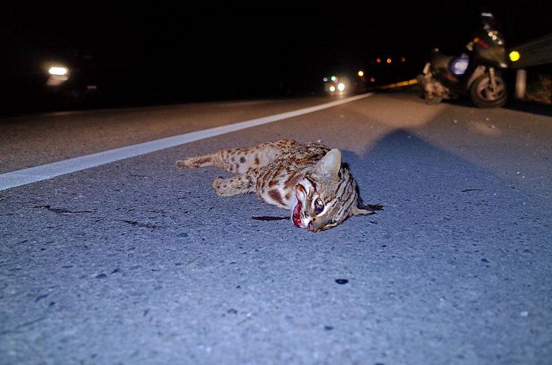 2017年 苗栗第一起石虎路殺