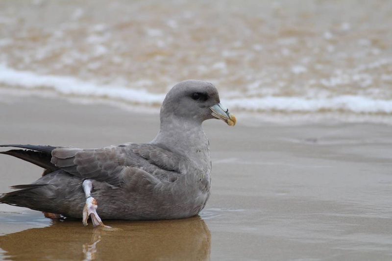 最新台灣鳥類名錄釋出，列入新紀錄22種鳥類
