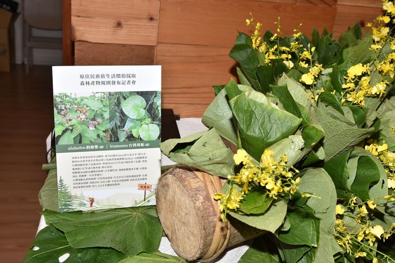 新法上路 恢復原民自然資源使用權利 採集森林產物無罪