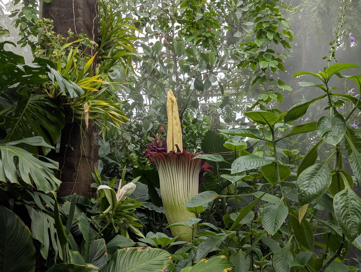 【邱園花花草草】阿嬤養的花——泰坦魔芋「純素腐臭」限時聞香