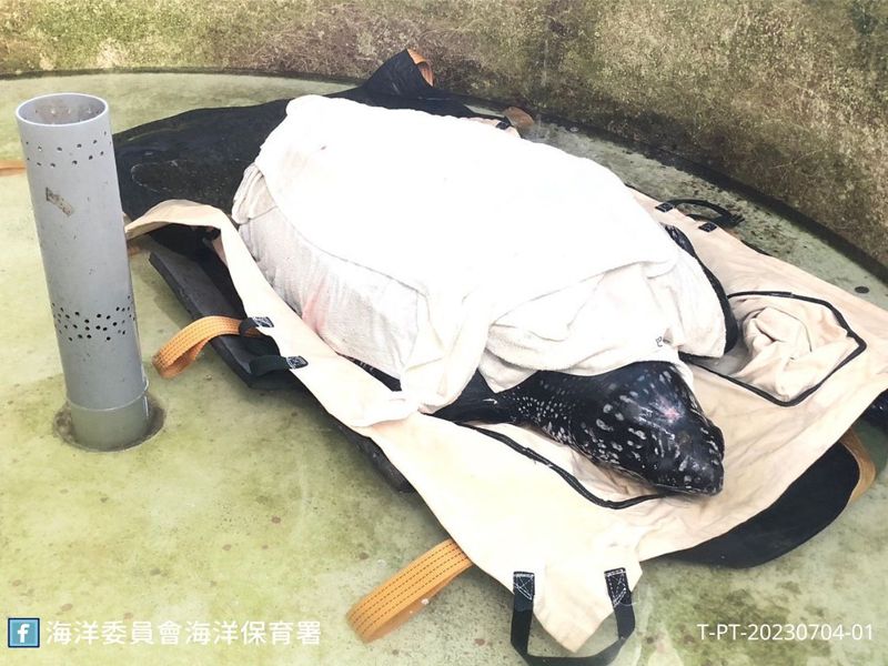 台灣第三例革龜活體擱淺仍不治 我們準備好接住牠們了嗎？