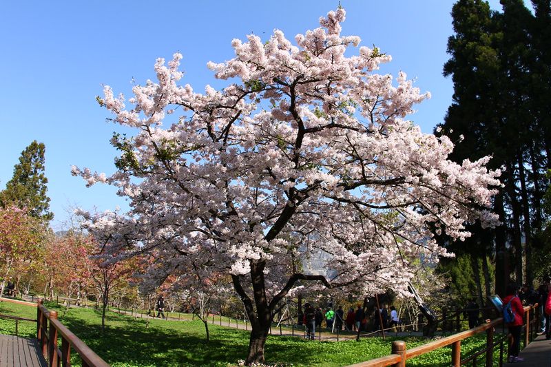包辦台灣之春 浪漫花季的賞櫻哲學：原生櫻樸實、緋寒櫻謝幕獨特看點
