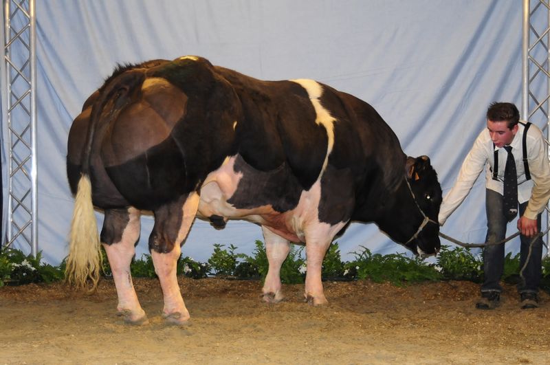 《用心飲食》經濟動物的生前悲歌 以人道飼養終結殘暴