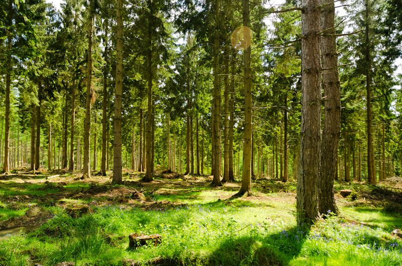 種一座國家森林 英格蘭西部2050年將種植2000萬棵樹