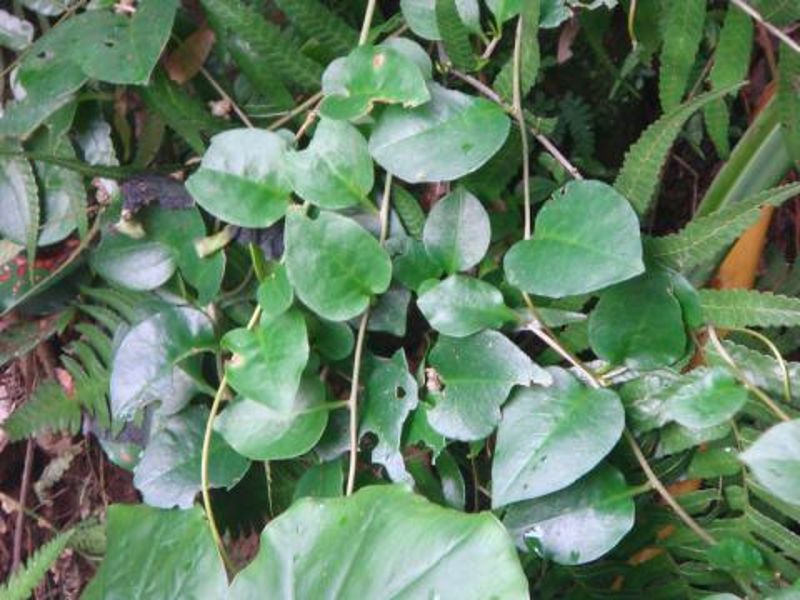 強勢外來種入菜! 野菜食譜常客川七