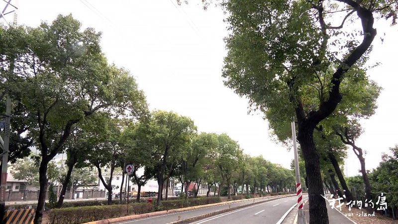小港拓路的毀樹危機