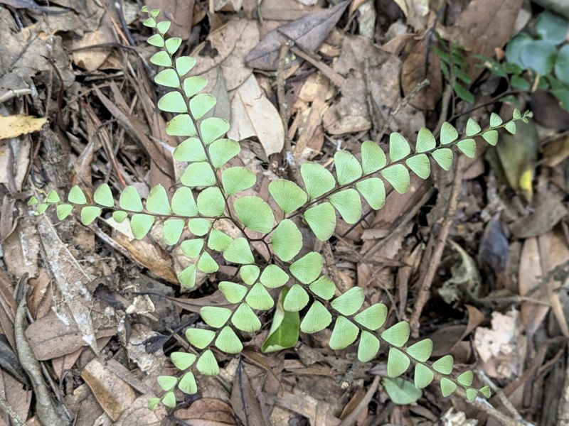 有「假孢膜」的扇葉鐵線蕨