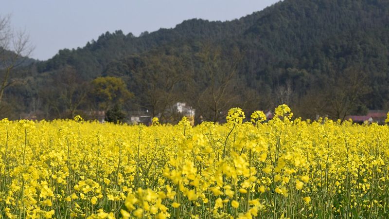 負碳農業 學者建議再生有機農法 讓碳回歸土壤「地下碳庫」