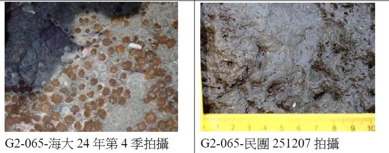 民團控三接工程泥埋珊瑚近六成死亡 雙方協議1/21實地現勘
