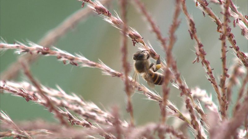 蜂群神秘消失 原來是新菸鹼農藥五鬼搬運