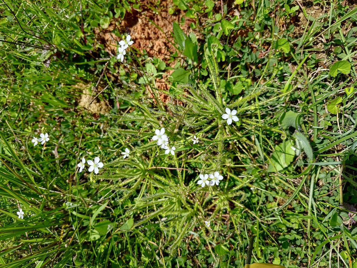 搶救桃園航空城珍稀植物 異蕊草成功在大湳森林公園綻放