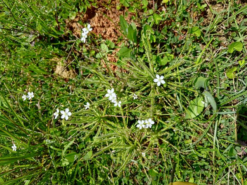 搶救桃園航空城珍稀植物 異蕊草成功在大湳森林公園綻放
