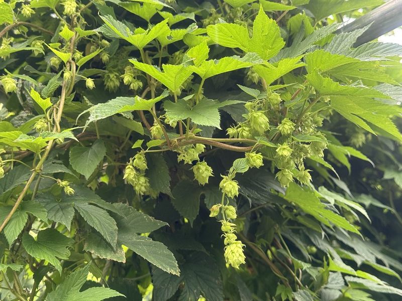 高冷蔬菜產區還能種什麼？ 農改場在宜蘭種出啤酒花 希望發展在地精釀啤酒