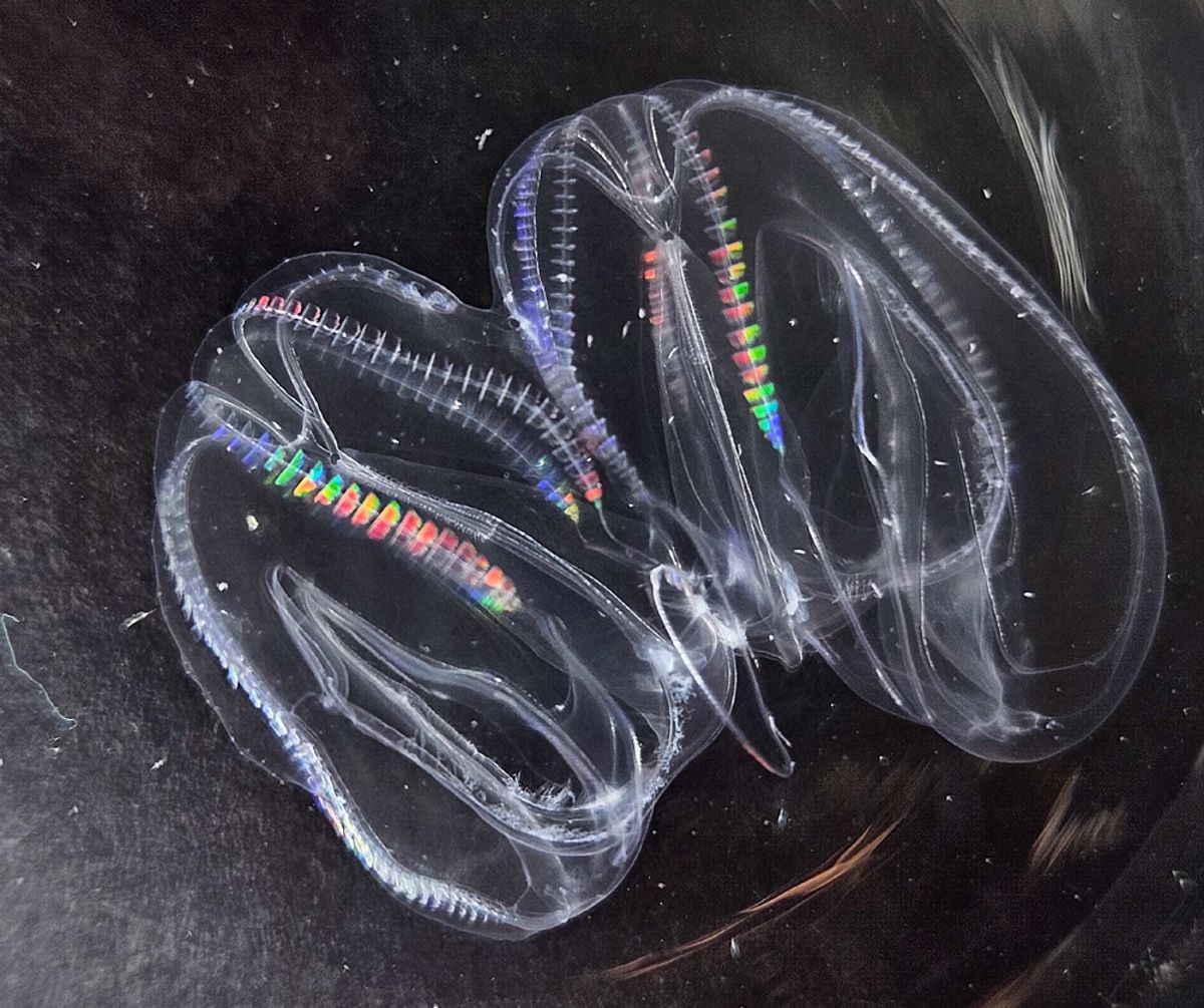 受傷櫛水母的「合體變身」 兩個肛門都能排出便便