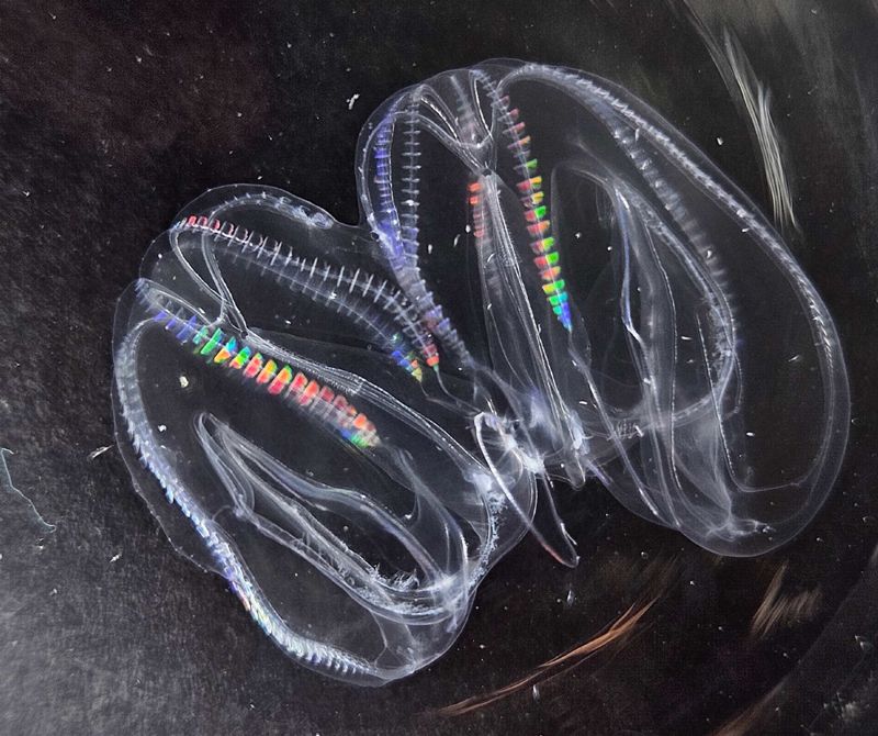 受傷櫛水母的「合體變身」 兩個肛門都能排出便便