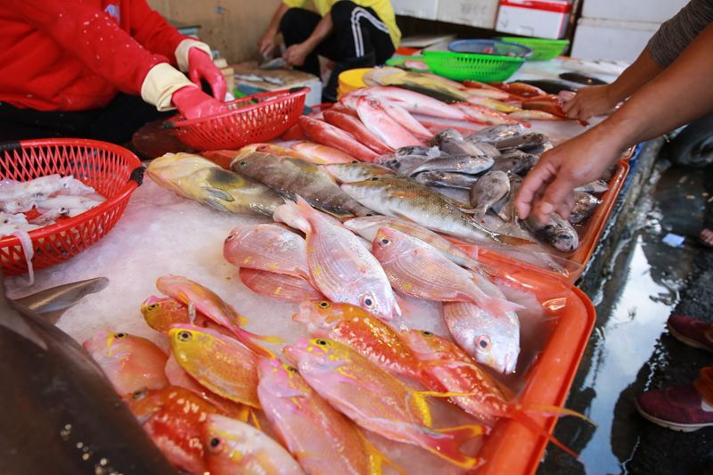 綠色和平40魚種漁港調查 銀雞魚、紅甘、白鯧體長「大縮水」
