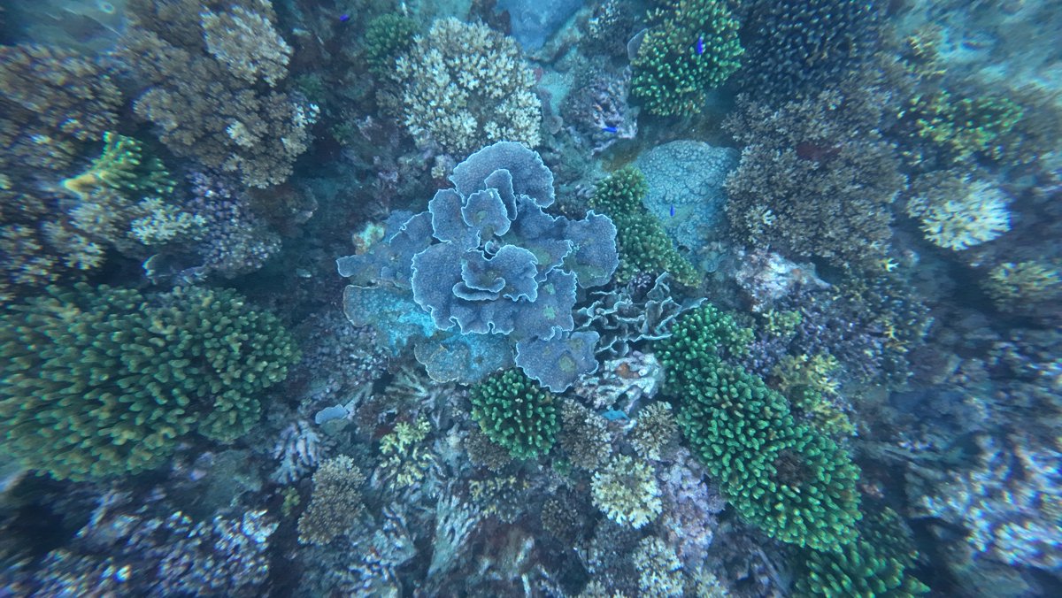 造一座海洋種子銀行:海生館水下採集、植入晶片,要在2030年前保種300種石珊瑚