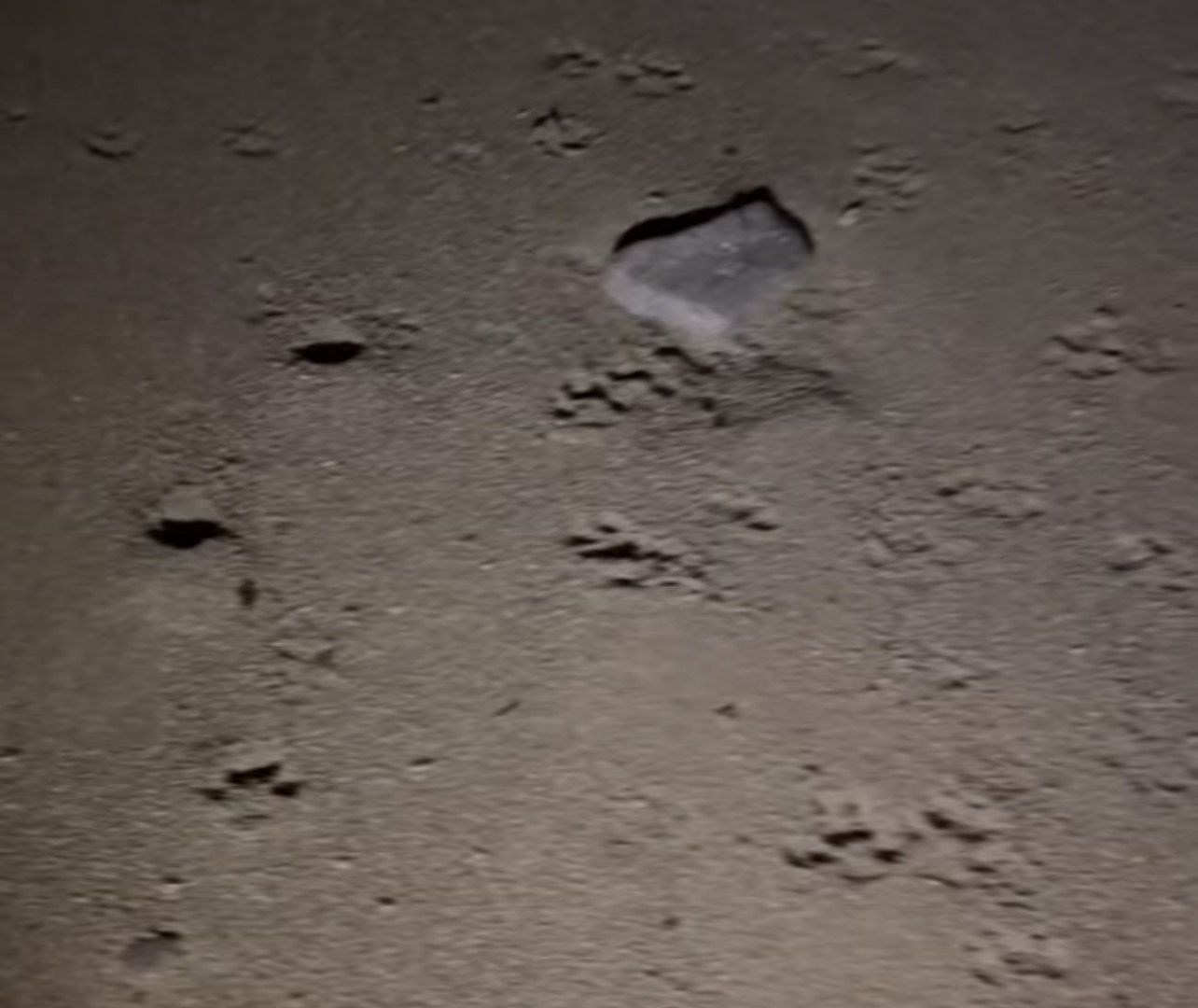 根據施翰豪提供的影片,在海龜爬行的痕跡旁邊,就是犬隻腳印。圖片來源︰截取自影片。影片來源:施翰豪提供