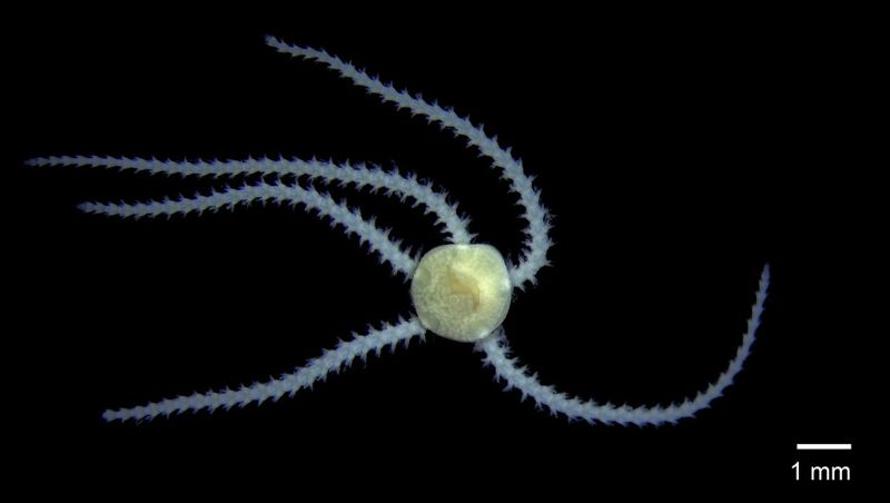 蘭嶼海洋底棲生物首次普查出爐 發現32種新紀錄種