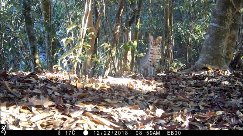 生物多樣性就在身邊 搭建主流化夥伴關係 救石虎你也做得到