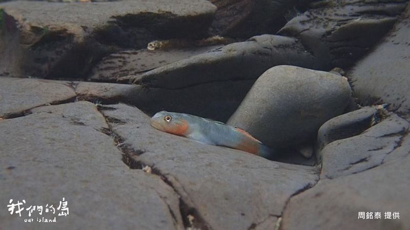 何處是魚家？ 如何杜絕商業採捕壓力？