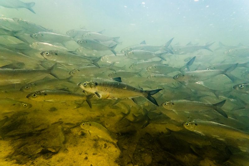 研究：為躲避赤道高溫 海洋生物逐漸往極地方向移動