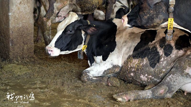 畜牧篇：怎麼幫農場動物解熱？