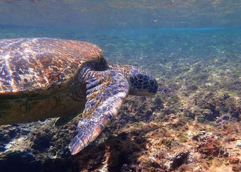 小琉球海龜吃什麼？ 縣府調查這麼說