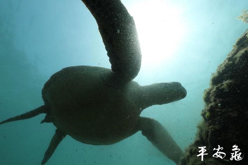 從向龜祈求到為龜祈求 我看平安龜