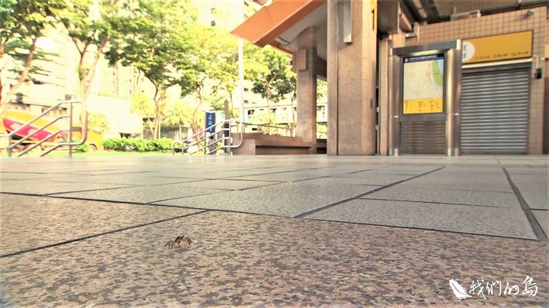 陸蟹的天堂路 紅樹林捷運站、高美濕地旁的陸蟹抱卵生存難題