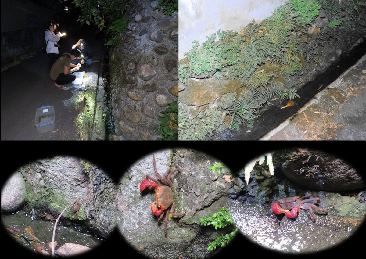 蘇澳大坑罟漁村 「臭魚脯」與消失的陸蟹