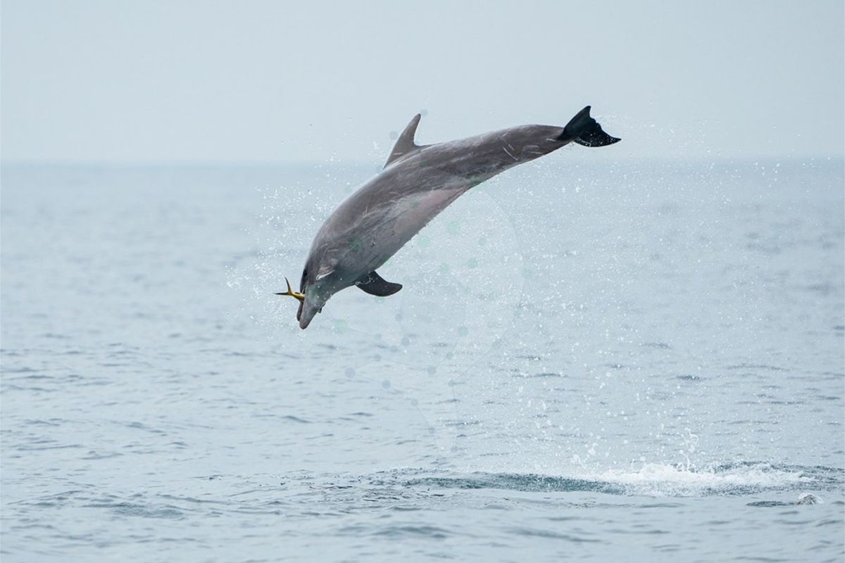 海上「抓鬼」！ 瓶鼻海豚捕食鬼頭刀珍貴一瞬間