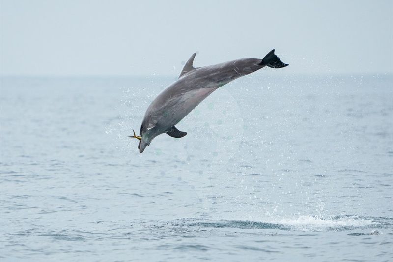 海上「抓鬼」！ 瓶鼻海豚捕食鬼頭刀珍貴一瞬間