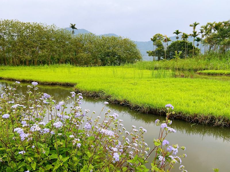 「保水養地，藏水以農」 看頭社盆地如何靠「田埂」提升對抗逆境的韌性、守護泥炭土